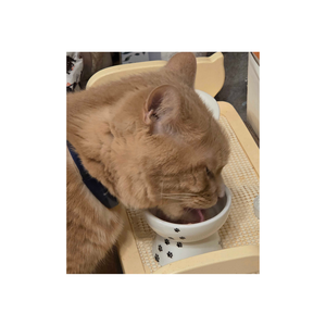 普段なら絶対食べてくれないのに、完食。