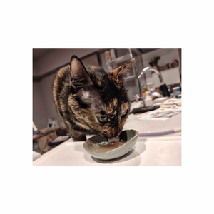 スプーン１杯くらいであげたら、びっくりするくらい見たことないレベルの長い💩が出ました