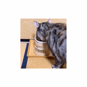 翌日から柔らかくてプルプルのが出ましたー‼️