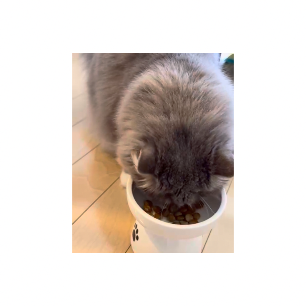 フードに振りかけるだけで使い方もお手軽です🐾