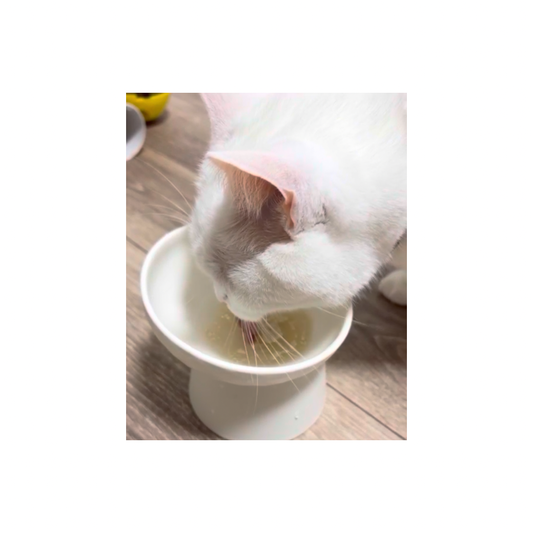ペロペロと美味しそうに完食🐱