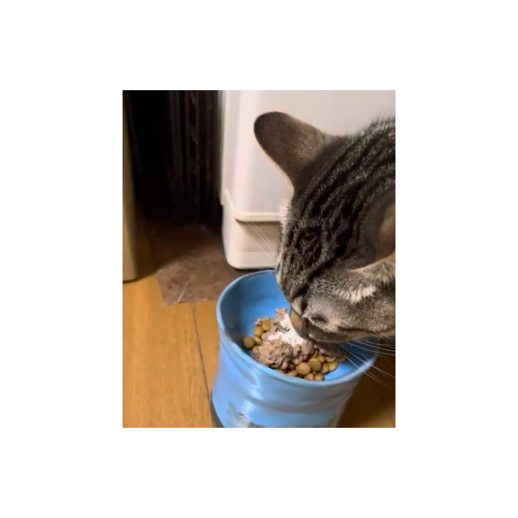 次の日の💩がいつもと違う！ツルッと立派な💩に…🥹