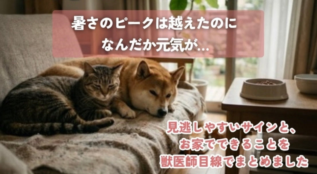 「夏バテかな？」実はまだ油断できない、この時期の体調変化🐾
