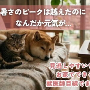 「夏バテかな？」実はまだ油断できない、この時期の体調変化🐾
