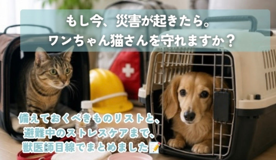 「まさか自分の地域が」から命を守るために。ワンちゃん猫さんの災害対策🐾