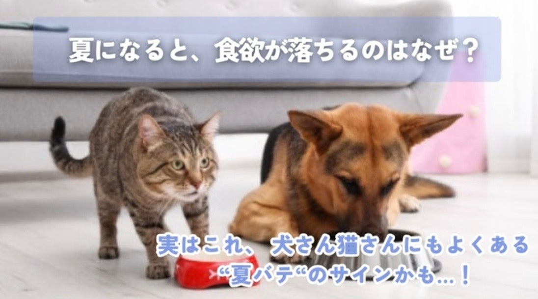 夏に食欲が落ちるのはなぜ？犬猫の“夏バテ“を正しくケアする方法🐾