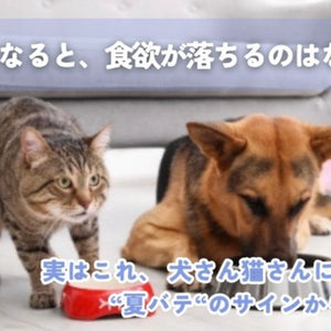 夏に食欲が落ちるのはなぜ？犬猫の“夏バテ“を正しくケアする方法🐾