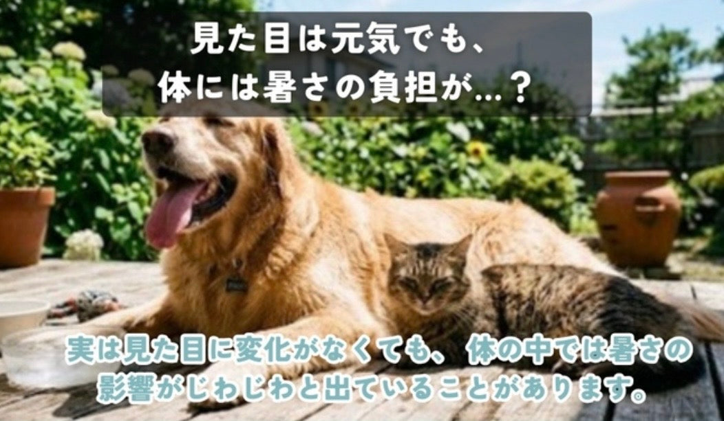 見た目は元気でも、暑さで体には負担がかかっている〜ワンちゃん・猫さんそれぞれ気をつけたいこと〜