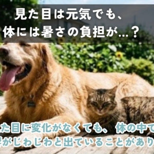 見た目は元気でも、暑さで体には負担がかかっている〜ワンちゃん・猫さんそれぞれ気をつけたいこと〜