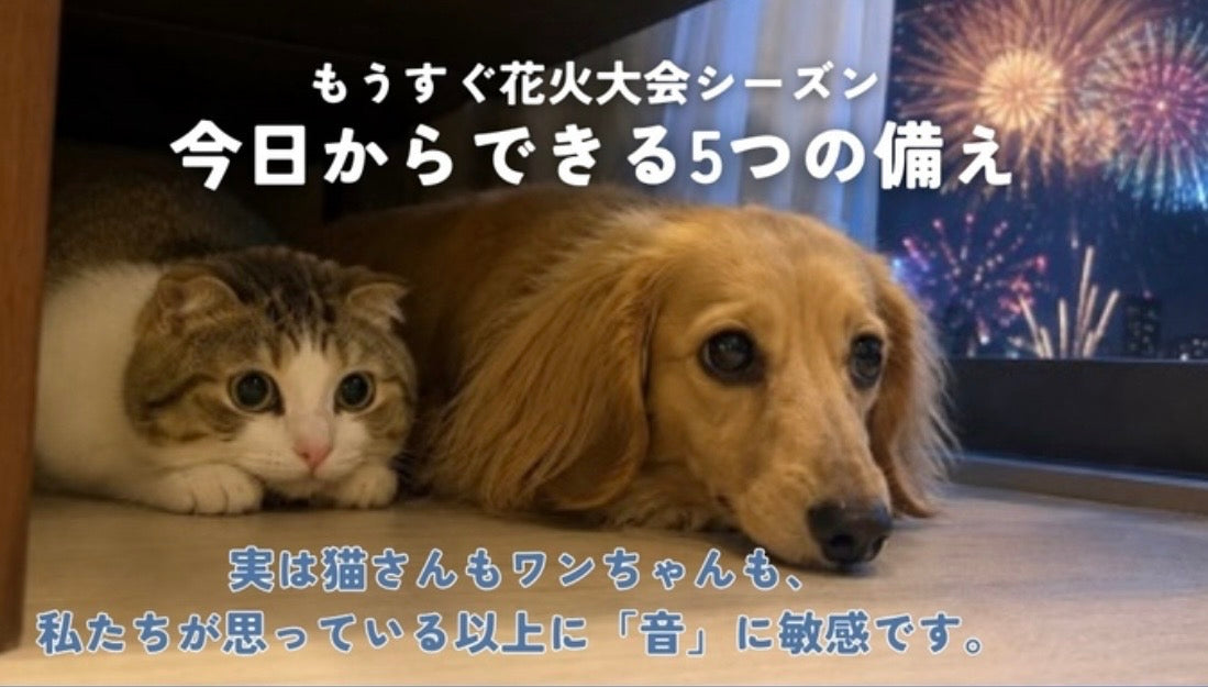 花火・雷が怖い猫さん・ワンちゃんへ〜音のストレスから守ってあげる方法〜