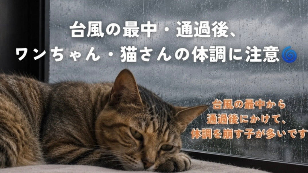 台風の最中・通過後、ワンちゃん・猫さんの体調に注意🌀 獣医師・根来さやが解説します
