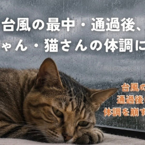 台風の最中・通過後、ワンちゃん・猫さんの体調に注意🌀 獣医師・根来さやが解説します