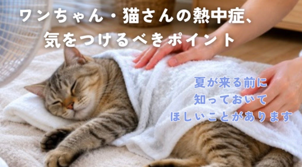 ワンちゃん・猫さんの熱中症、気をつけるべきポイント🌞