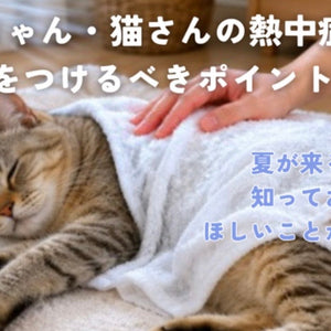 ワンちゃん・猫さんの熱中症、気をつけるべきポイント🌞