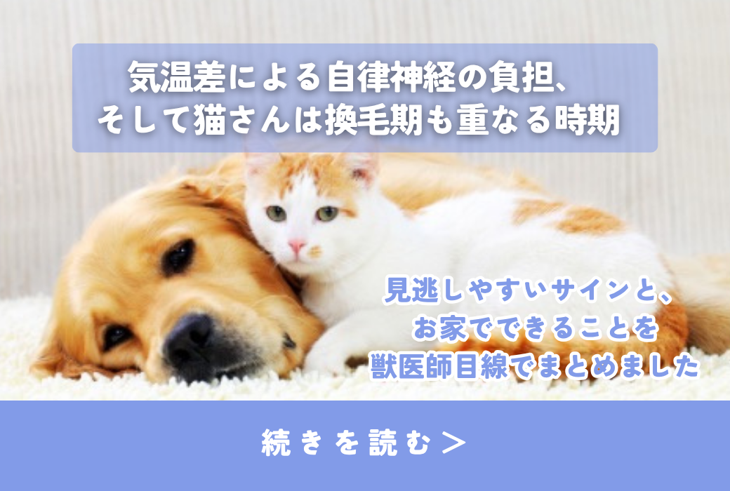 「急に涼しくなった」その変化、実は要注意なんです🐾