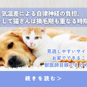 「急に涼しくなった」その変化、実は要注意なんです🐾