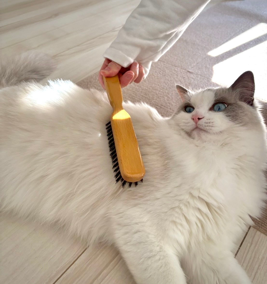 換毛期、正しく過ごせてる？